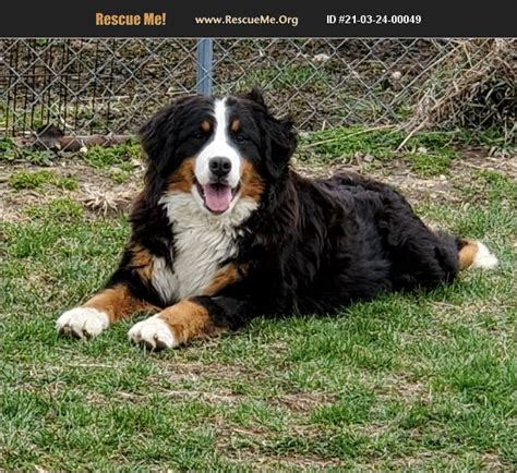 Bernese mountain dogs for adoption - Adopt a Bernese Mountain Dog near you in Ontario. Below are our newest added Bernese Mountain Dogs available for adoption in Ontario. To see more adoptable Bernese Mountain Dogs in Ontario, use the search tool below to enter specific criteria! TRUDY. 